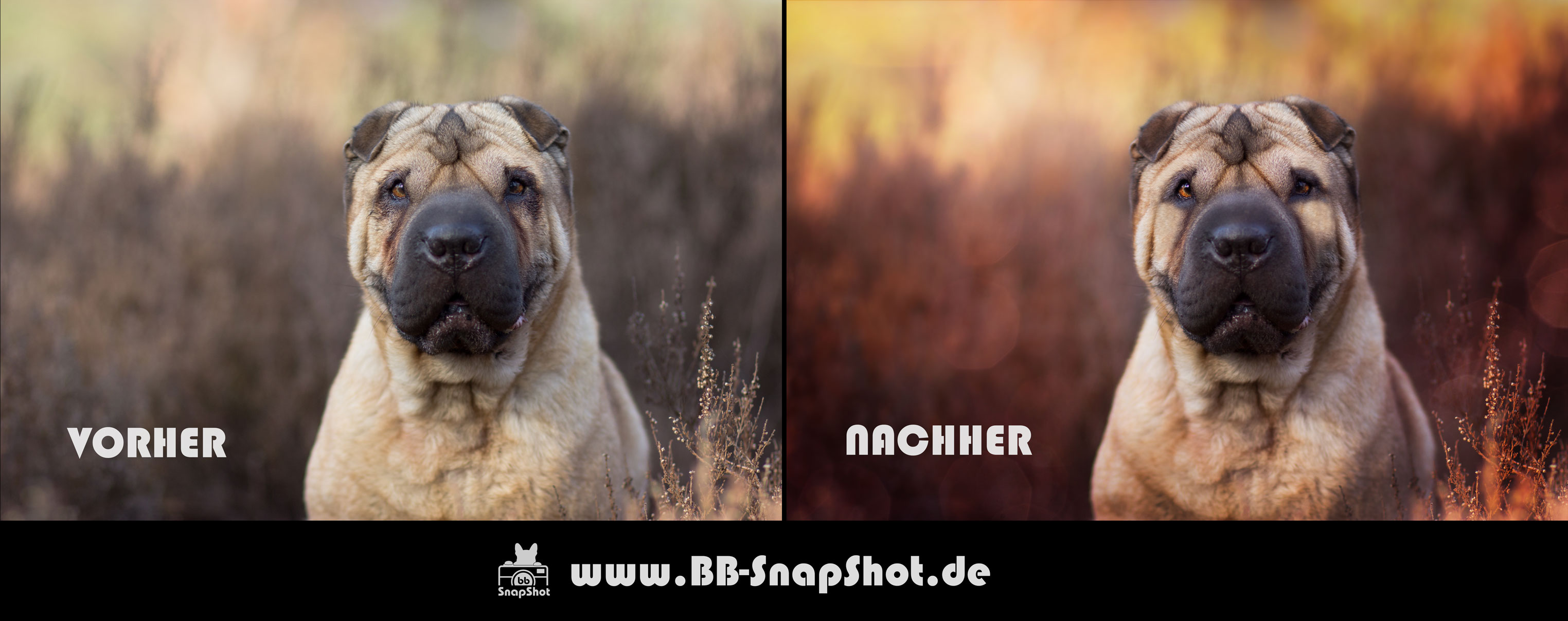 Bildbearbeitung BB SnapShot Hundefotografie in Kaiserslautern - Shar Pei Maja aufgenommen in der Mehlinger Heide im März