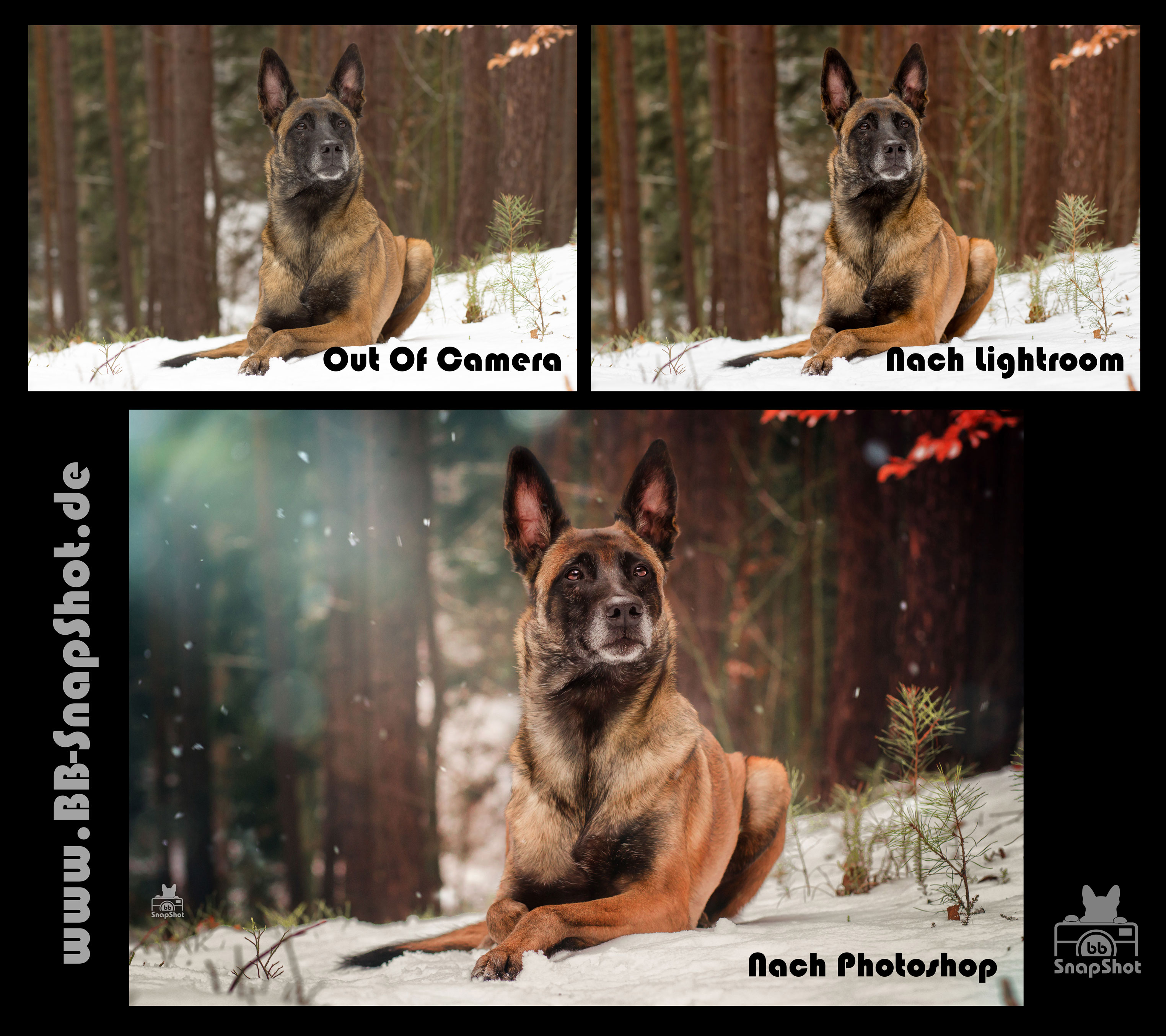 Bildbearbeitung BB SnapShot - Hundefotografie in Kaiserslautern Malinois Fly im Winter Wonder Land