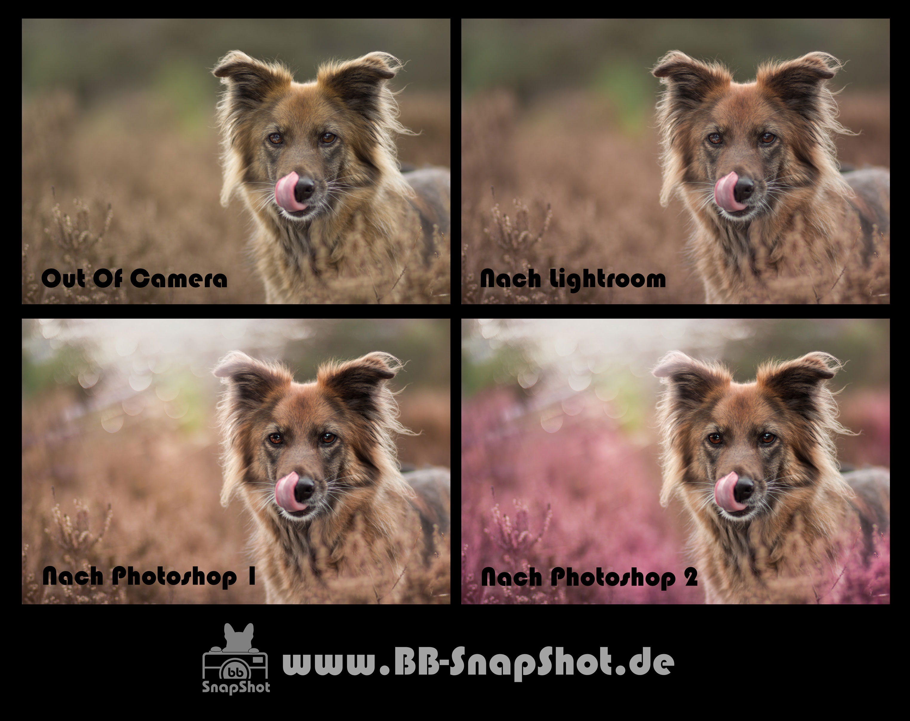 Bildbearbeitung BB SnapShot - Hundefotgrafie in Kaiserslautern Mischlingshund Aisha in der Mehlinger Heide