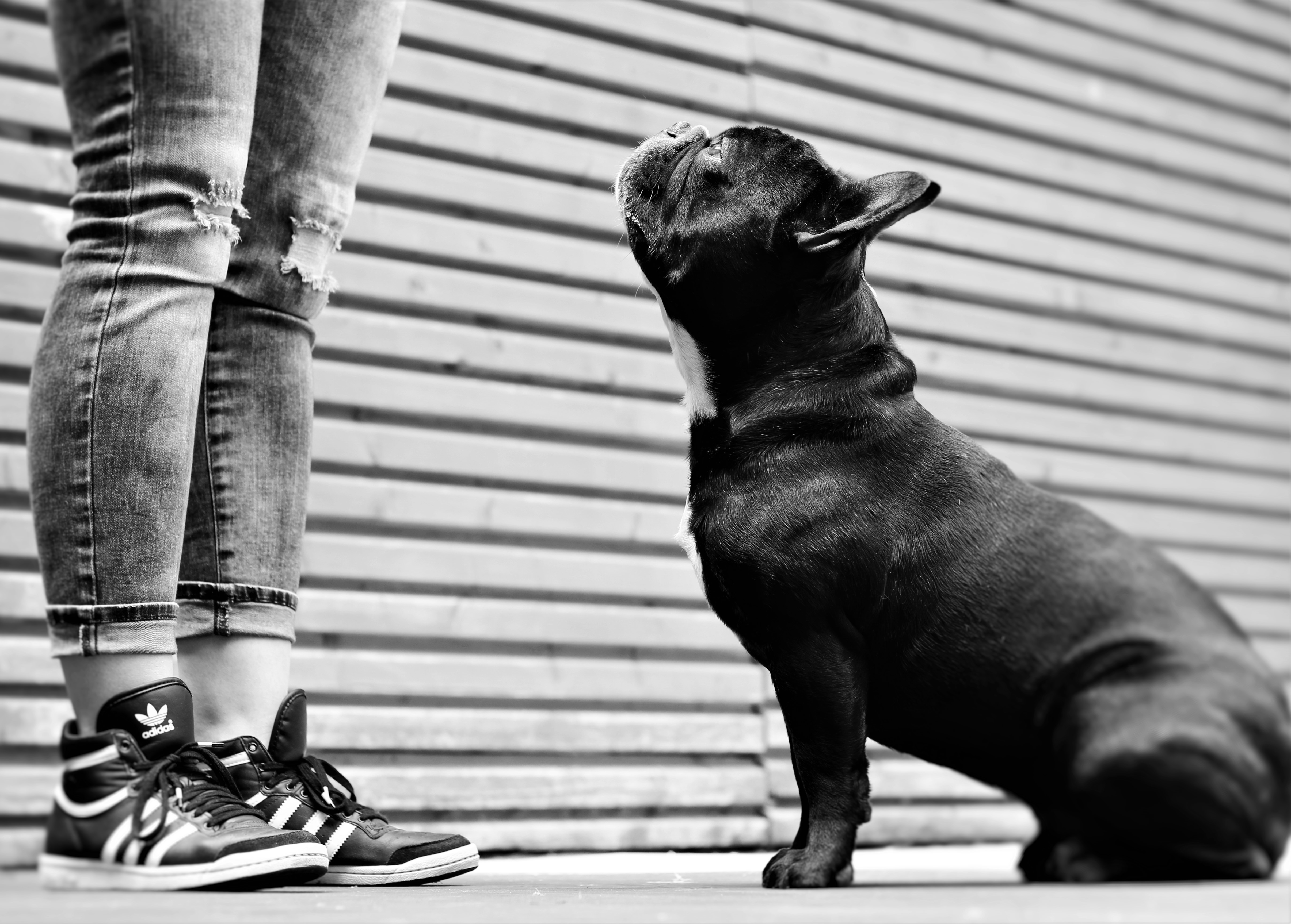 Jacky und Französische Bulldogge Big Bruno Hundefotografie in Kaiserslautern von BB SnapShot by Jaqueline Samad